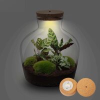 Flaschengarten -  Fat Joe - ↕ 30 cm