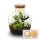 Flaschengarten -  Fat Joe - ↕ 30 cm