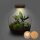 Flaschengarten -  Fat Joe - ↕ 30 cm