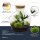 Flaschengarten -  Fat Joe - ↕ 30 cm