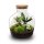 Flaschengarten -  Fat Joe - ↕ 30 cm