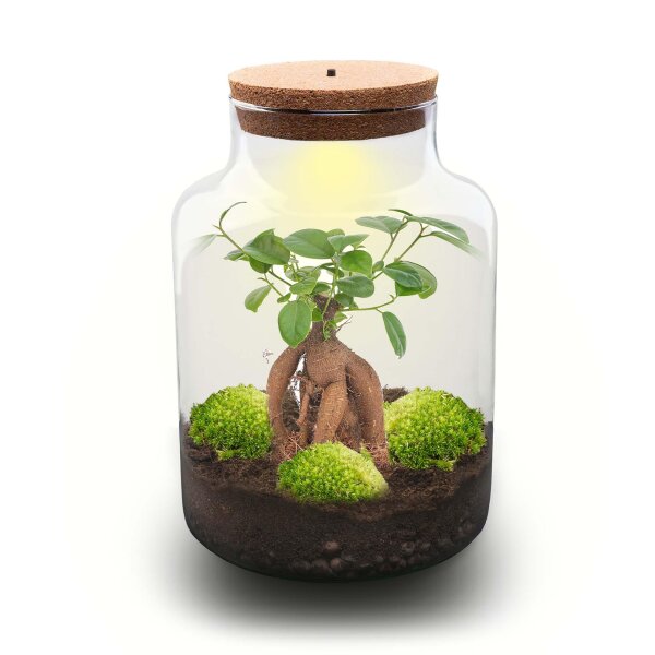 Flaschengarten - Milky mit bonsai - ↕ 30 cm - ohne Werkzeug