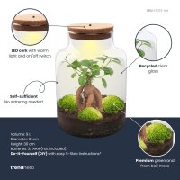 Flaschengarten - Milky mit bonsai - ↕ 30 cm - ohne Werkzeug