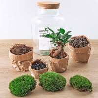 Flaschengarten - Milky mit bonsai - ↕ 30 cm - ohne Werkzeug