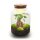 Flaschengarten - Milky mit bonsai - ↕ 30 cm - ohne Werkzeug