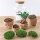 Flaschengarten - Milky mit bonsai - ↕ 30 cm - ohne Werkzeug