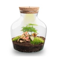 Flaschengarten - Little Joe - ↕ 21,5 cm - Normal