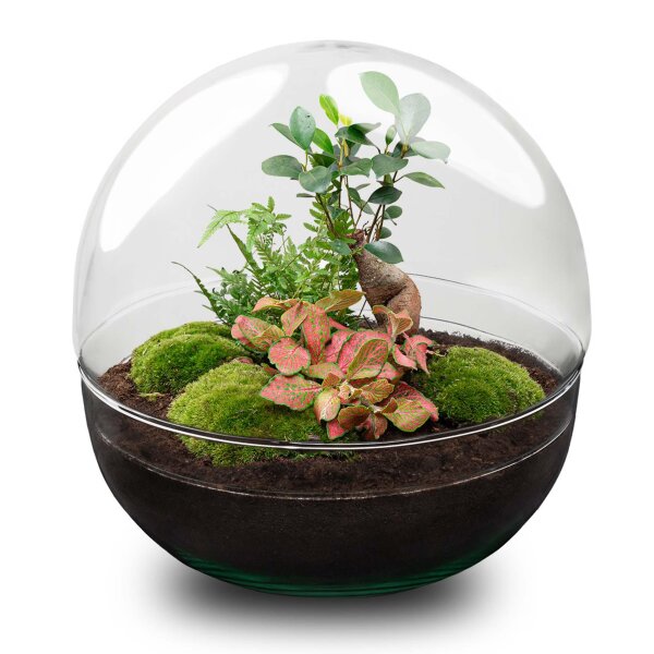 Flaschengarten - Dome XL - Ficus Ginseng Bonsai - ↕ 30 cm