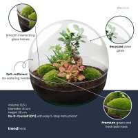 Flaschengarten - Dome XL - Ficus Ginseng Bonsai - ↕ 30 cm