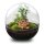 Flaschengarten - Dome XL - Ficus Ginseng Bonsai - ↕ 30 cm