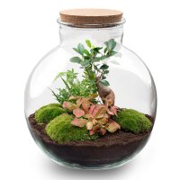 Flaschengarten - Bolder Bob Bonsai - ↕ 30 cm