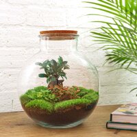 Flaschengarten - Bolder Bob Bonsai - ↕ 30 cm