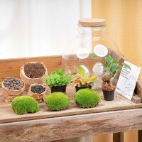 Flaschengarten - Bolder Bob Bonsai - ↕ 30 cm