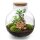 Flaschengarten - Bolder Bob Bonsai - ↕ 30 cm
