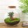 Flaschengarten - Bolder Bob Bonsai - ↕ 30 cm