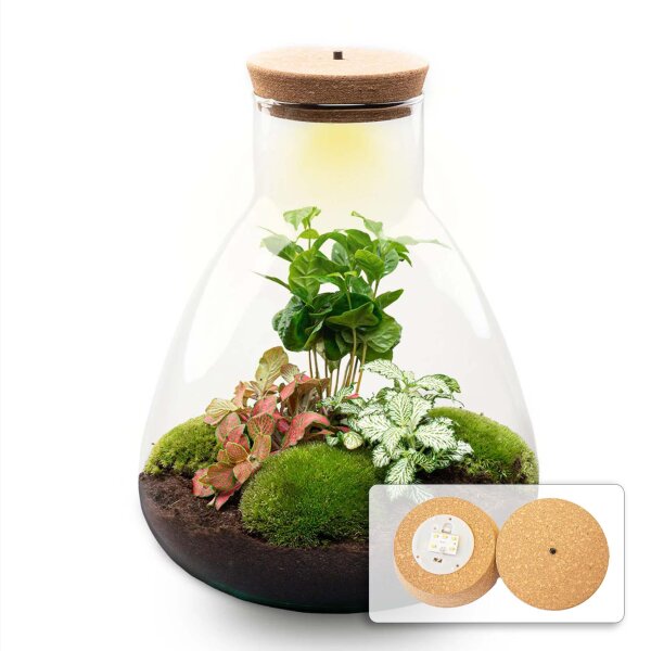 Flaschengarten - Sam mit Lampe - ↕ 30 cm - Normal