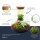 Flaschengarten - Sam mit Lampe - ↕ 30 cm - Normal