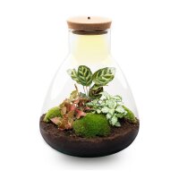 Flaschengarten - Sam Calathea mit Lampe - ↕ 30 cm - No tools