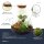 Flaschengarten - Sam Calathea mit Lampe - ↕ 30 cm - No tools