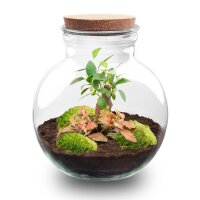 Flaschengarten - Teddy bonsai - ↕ 26,5 cm - No tools
