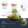 Flaschengarten - Sammie Coffea - ↕ 26 cm - No tools