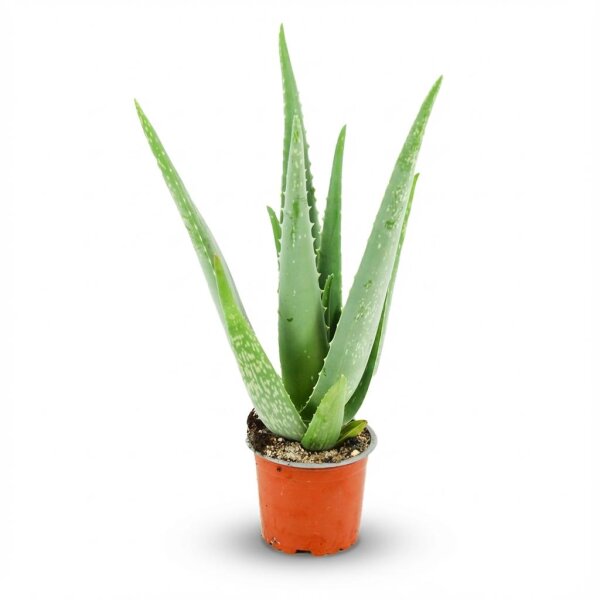 Aloë Vera - Ø 10,5 cm - Höhe: 35 - 40cm