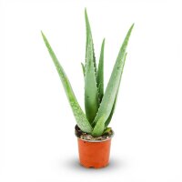 Aloë Vera - Ø 10,5 cm - Höhe: 35 - 40cm