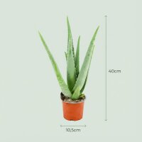 Aloë Vera - Ø 10,5 cm - Höhe: 35 - 40cm