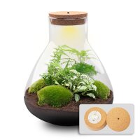 Flaschengarten - Sam XL - ↕ 35 cm