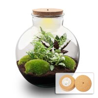 Flaschengarten - Bolder Bob - ↕ 30 cm - mit LED-Korken