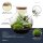 Flaschengarten - Bolder Bob - ↕ 30 cm - mit LED-Korken