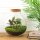 Flaschengarten - Bolder Bob - ↕ 30 cm - mit LED-Korken