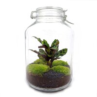 Flaschengarten Calathea 28 cm Terrarium-Set