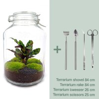 Flaschengarten Calathea 28 cm Terrarium-Set
