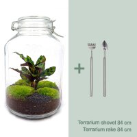 Flaschengarten Calathea 28 cm Terrarium-Set