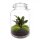 Flaschengarten Calathea 28 cm Terrarium-Set