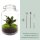 Flaschengarten Calathea 28 cm Terrarium-Set