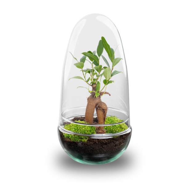 Flaschengarten - Egg Bonsai - ↕ 25 cm