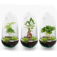 Flaschengarten - Egg Bonsai - ↕ 25 cm