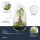 Flaschengarten - Egg Bonsai - ↕ 25 cm