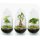 Flaschengarten - Egg Bonsai - ↕ 25 cm