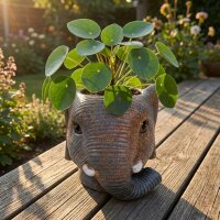 Pflanztopf Elefant D11/12x10cm - Grau - D11/12x10cm